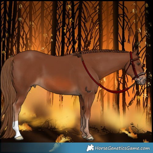 Horse Color:Chestnut 