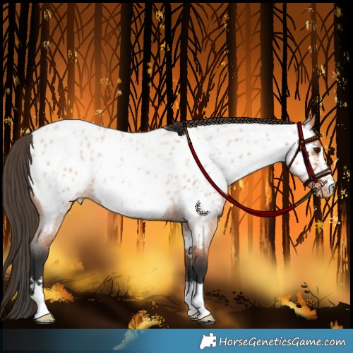 Horse Color:Bay Roan Appaloosa