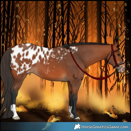 Horse Color:Bay Appaloosa 