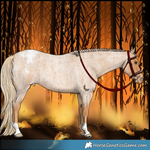 Horse Color:Red Roan Appaloosa