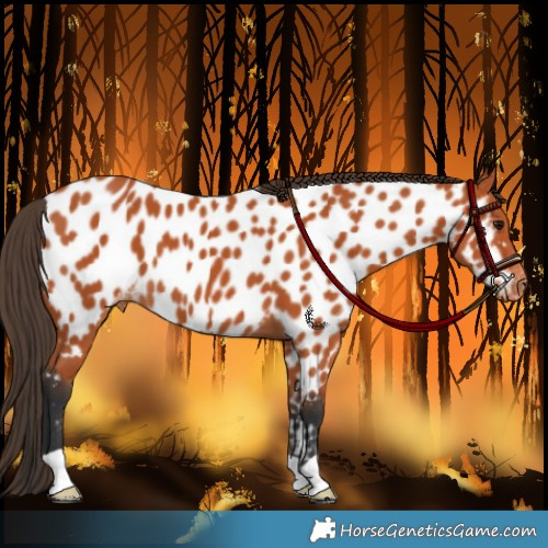 Horse Color:Bay Appaloosa