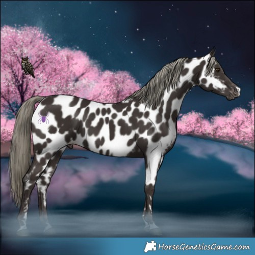 Horse Color:Liver Chestnut Mushroom Appaloosa 