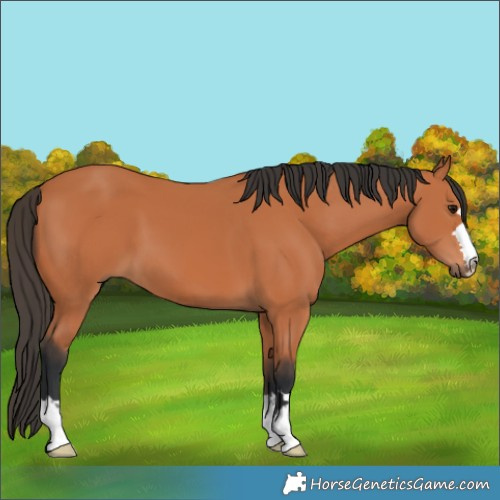 Horse Color:Bay 