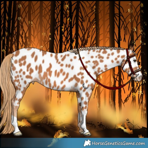 Horse Color:Chestnut Appaloosa