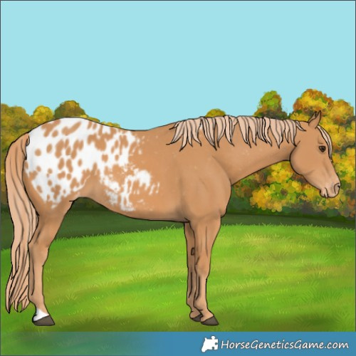 Horse Color:Chestnut Blanket 