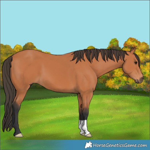 Horse Color:Bay 