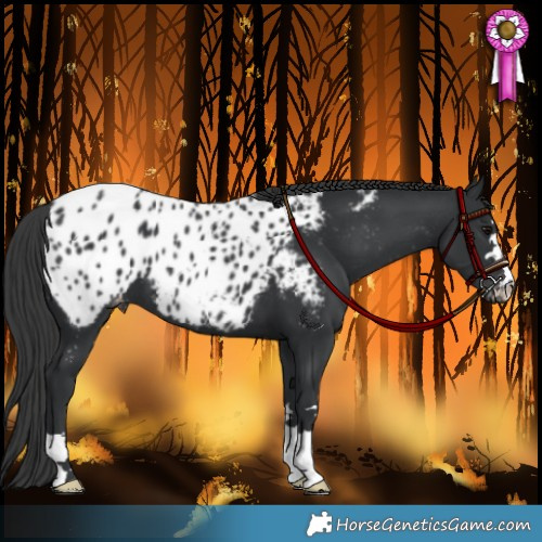 Horse Color:Black Appaloosa