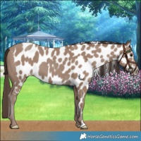 Horse Color:Classic Champagne Skewed LP Spotted