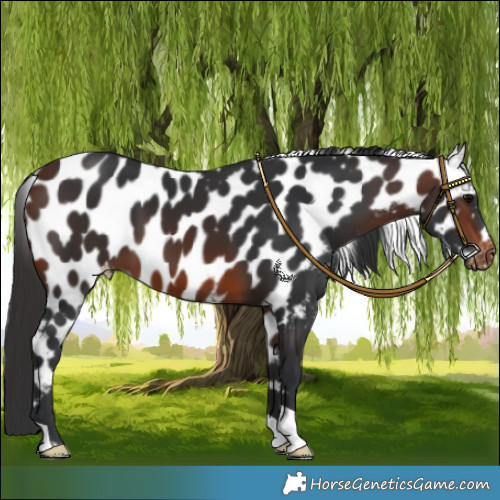 Horse Color:Brown Skewed LP Spotted