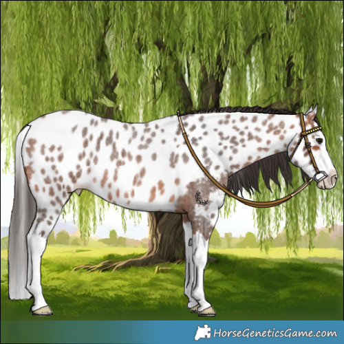 Horse Color:Bay Roan Splash Skewed LP Spotted 