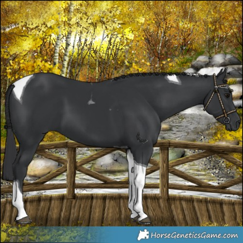 Horse Color:Black Tobiano