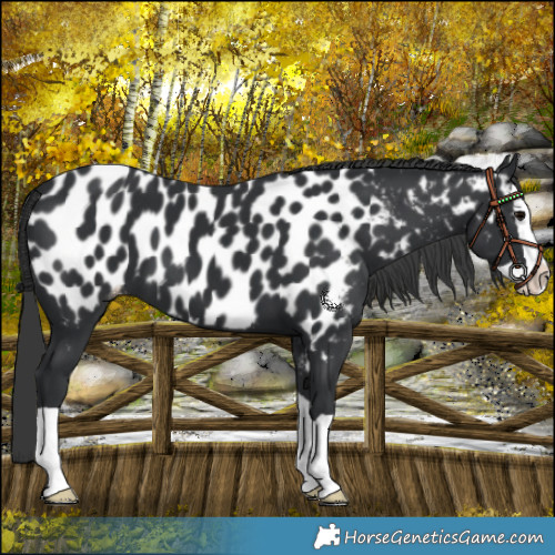 Horse Color:Black Splash Near Leopard 