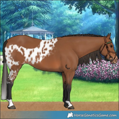Horse Color:Bay Skewed LP Spotted