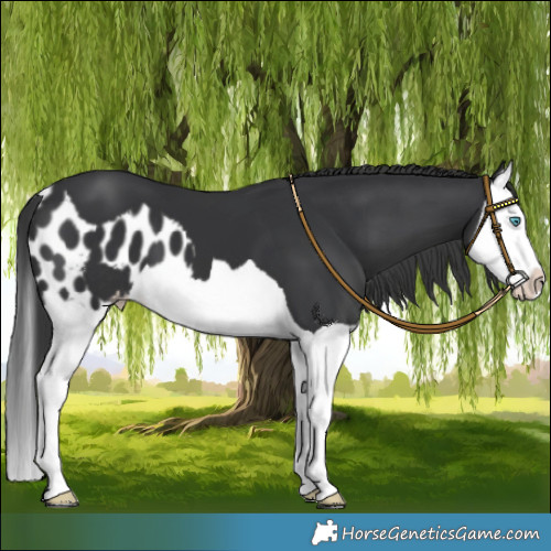 Horse Color:Black Splash Skewed LP Spotted 