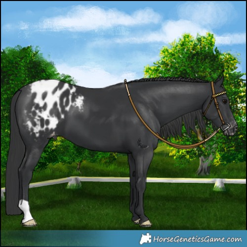 Horse Color:Black Appaloosa
