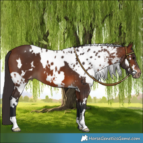 Horse Color:White Spotted Brown Skewed LP Spotted 