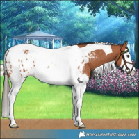 Horse Color:Bay Splash Tobiano Skewed LP Spotted