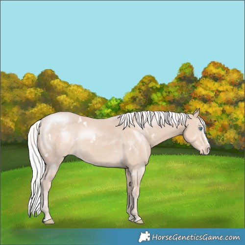Horse Color:White Spotted Silver Smoky Creme Splash Appaloosa