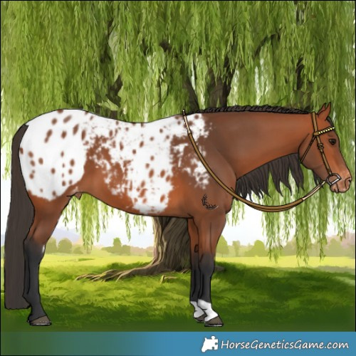 Horse Color:Bay Skewed LP Spotted