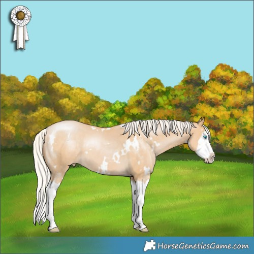 Horse Color:White Spotted Silver Smoky Black Pearl Splash Appaloosa