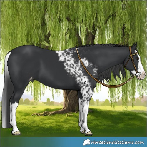 Horse Color:Black Splash Skewed LP Spotted 