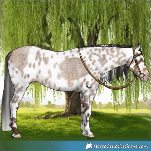 Horse Color:Gray Amber Champagne Roan Skewed LP Spotted 