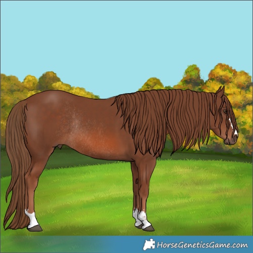 Horse Color:Chestnut Rabicano 