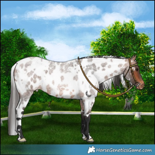 Horse Color:White Spotted Bay Roan Skewed Appaloosa 