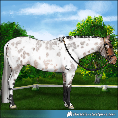 Horse Color:White Spotted Bay Roan Skewed LP Spotted 