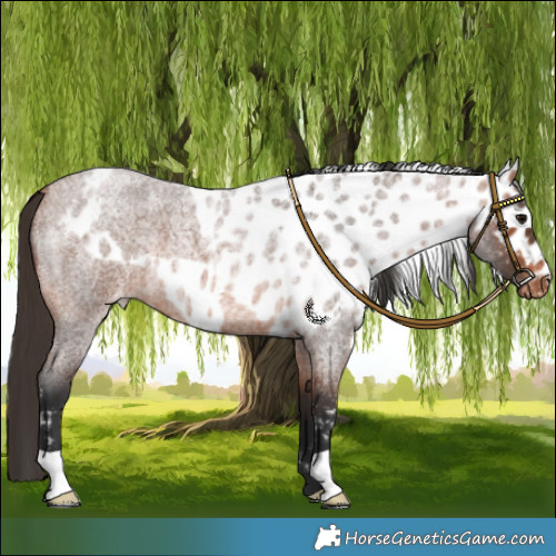Horse Color:Bay Roan Skewed LP Spotted