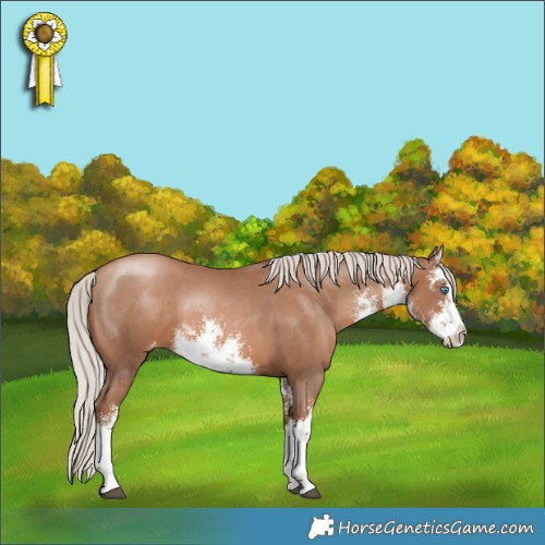 Horse Color:White Spotted Silver Black Pearl Splash Appaloosa 
