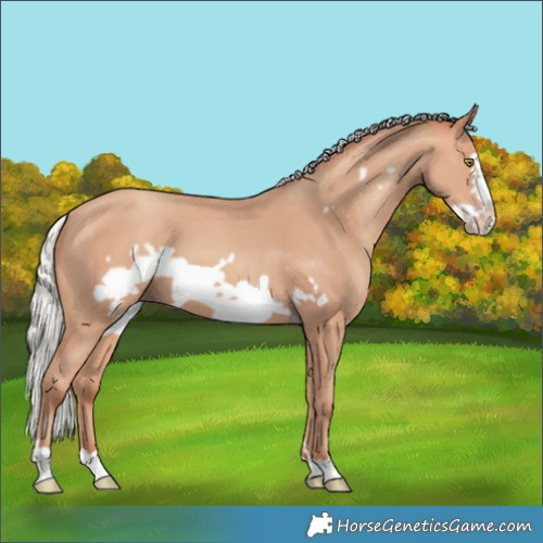 Horse Color:Silver Amber Champagne Frame