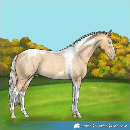 Horse Color:Gray Silver Amber Cream Champagne Roan Dun Splash Tobiano Frame Varnish Rabicano 