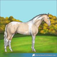 Horse Color:Gray Silver Amber Cream Champagne Roan Dun Splash Tobiano Frame Varnish Rabicano 
