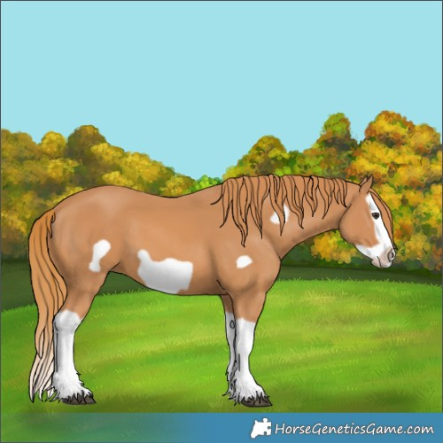 Horse Color:Chestnut Splash Frame 