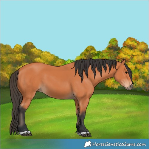 Horse Color:Bay 