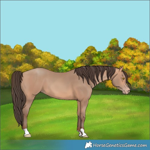 Horse Color:Amber Champagne 