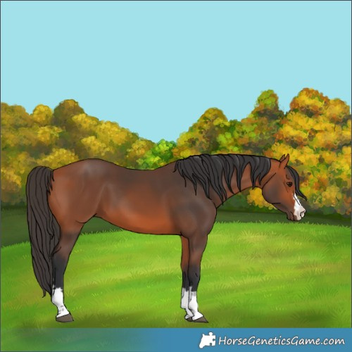 Horse Color:Unknown 