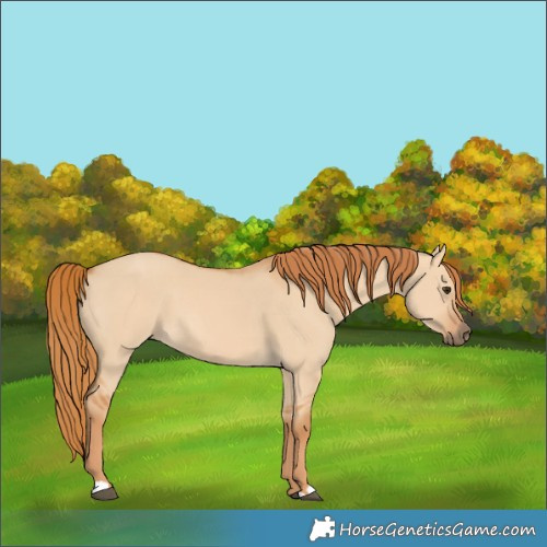 Horse Color:Unknown 