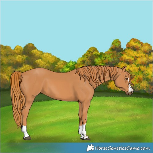 Horse Color:Unknown 