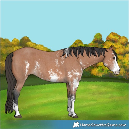 Horse Color:Bay Sabino 