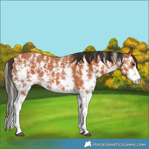 Horse Color:Bay Sabino 