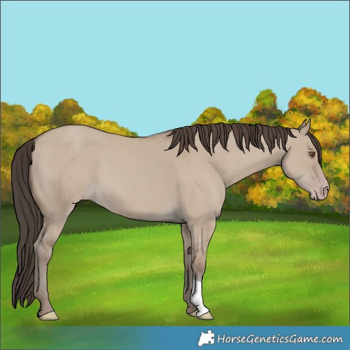 Horse Color:Classic Champagne Dun 