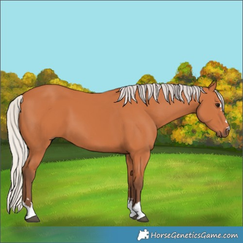 Horse Color:Silver Bay 