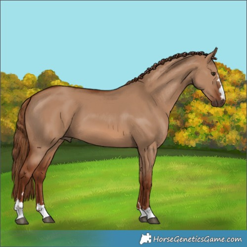 Horse Color:Red Dun 