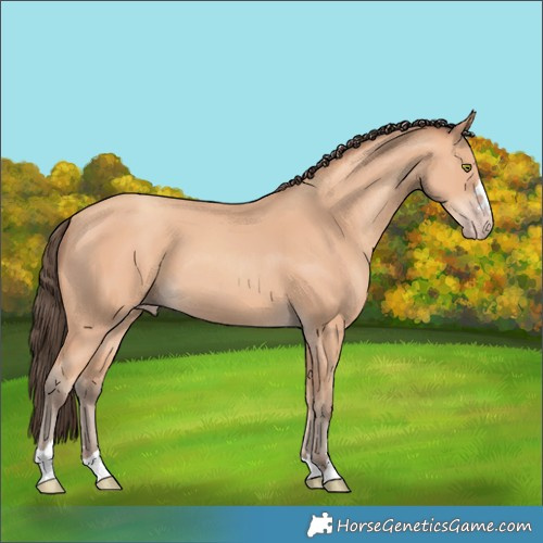 Horse Color:Amber Champagne 