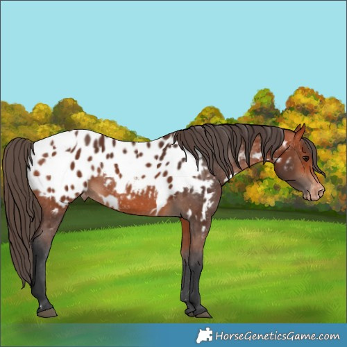 Horse Color:Bay Blanket  and Bay Blanket 