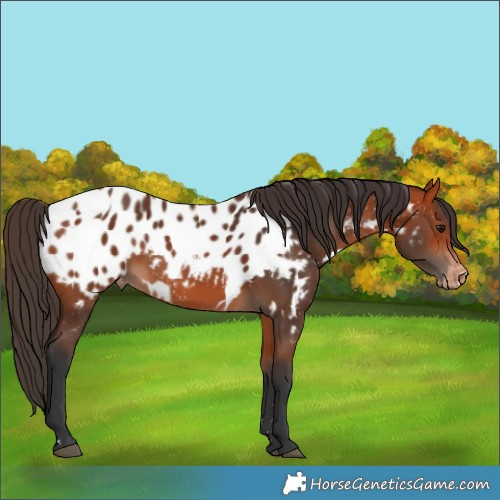 Horse Color:Bay Appaloosa  and Bay Appaloosa 