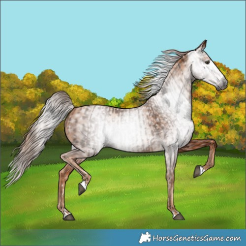 Horse Color:Gray Chestnut  and Gray Gold Champagne 