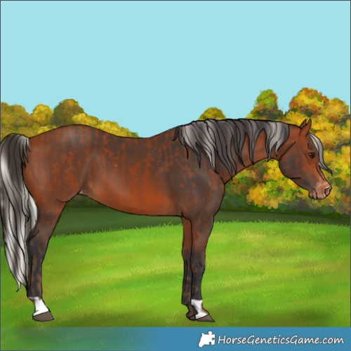 Horse Color:Silver Bay Appaloosa and Bay Appaloosa